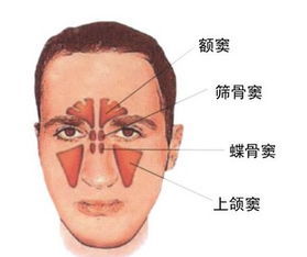 鼻腔结构图 鼻腔3d结构图