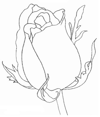 【俄】铅笔画：如何画一朵玫瑰花