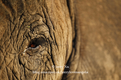 【南非】骑着大象漫步非洲丛林——CampJabulani骑大象体验 中国空军大象漫步