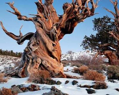 盘点上千年植物，5000多年狐尾松是最古老的树木（图） 千年树木