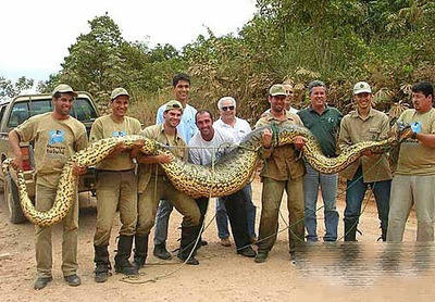 百年16米长巨蛇的遭遇 长白山3000年巨蛇