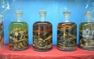 蛇酒养生的神奇功效和泡制方法 活蛇酒泡制方法