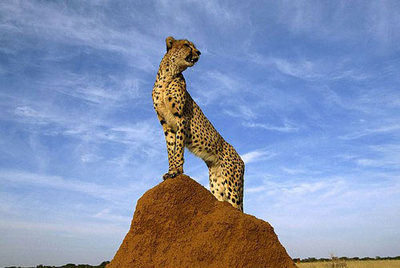 非洲之豹(八)：大地繁花