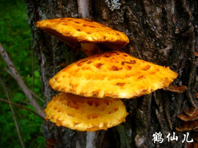 这是什么蘑菇（一）柳蘑 柳树蘑菇图片