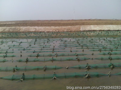 海参的养殖技术 海参人工养殖