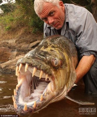 英国垂钓者杰里米·维德在非洲捕捉到巨大虎鱼后放生_维博客 杰里米维德来过中国吗