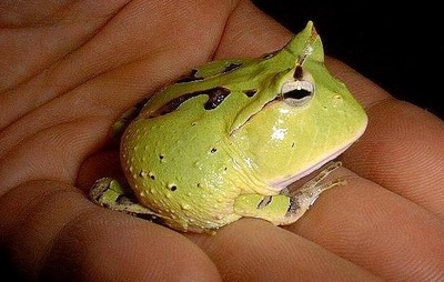 角蛙的饲养 角蛙 喂食