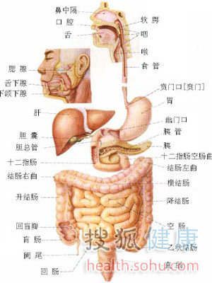 五脏六腑位置图 人体结构图五脏六腑肾