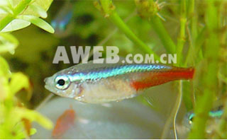 红绿灯鱼的雌雄鉴别与繁殖 红绿灯鱼繁殖视频