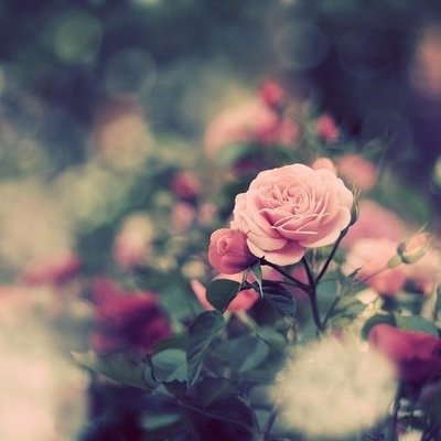 为别人开一朵绚丽的花 为他开一朵绚丽的花