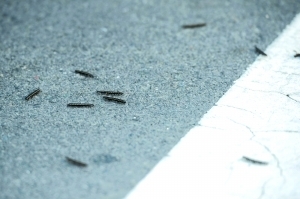 【社会新闻】大群草鞋虫齐过街市民受惊 草鞋虫有毒吗