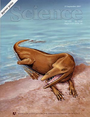 鲸鱼的进化资料 鲸鱼进化资料