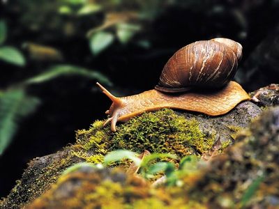 关于“蜗牛”的一些资料 蜗牛的资料