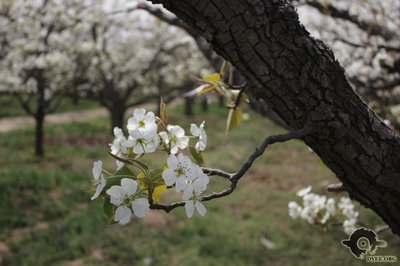 一树梨花压海棠什么意思 一树梨花压海棠 百度云