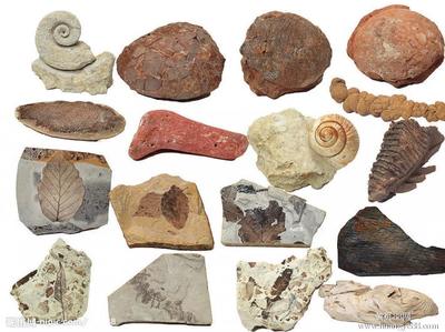 化石是怎么形成的 化石是怎么形成的简洁