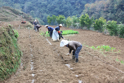 《金枝》中译本序（上） 野草 英文译本序