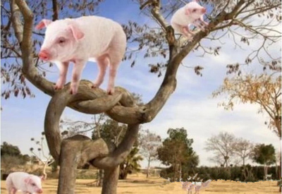 如何让猪上树？（彻底颠覆你的思维） 彻底颠覆gl