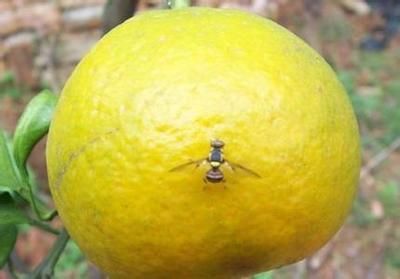柑橘大实蝇的发生以及防治技术 桔小实蝇综合防治技术