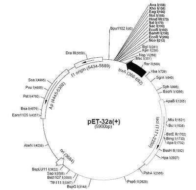 质粒图谱及阅读方法.... pet32a质粒图谱