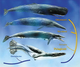 鲸鱼的种类 鲸鱼的祖先