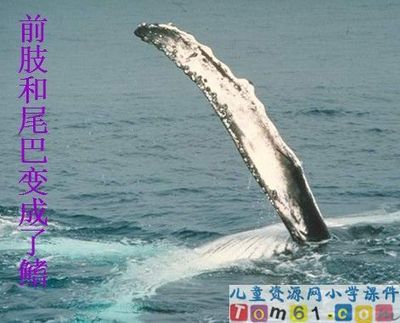 鲸的资料和图片 关于鲸的资料五年级
