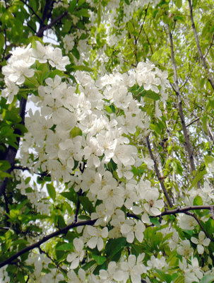 棠棣花开 归来逢圣节