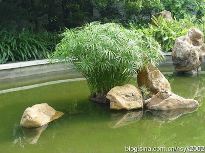 中国常见水生植物简介——挺水植物（二） 常见的水生植物有哪些