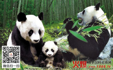 大熊猫生活在哪里？ 熊猫生活在哪里