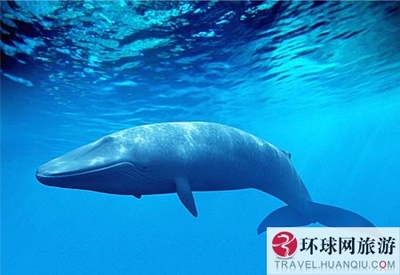 什么是哺乳类动物 蓝鲸是哺乳类动物吗