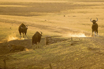 印度Manali/列城-跃野之旅（12天11晚） 印度野牛单挑老虎视频