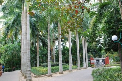 海南游：棕榈树，椰子树和槟榔树