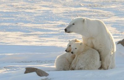 北极熊比居民多的地方：加拿大丘吉尔镇