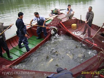 水库灯光网捕鱼 水库捕鱼用什么网