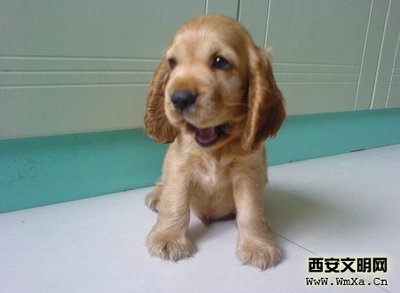 可卡好养吗?怎么喂养可卡犬，可以长多大 美国可卡犬