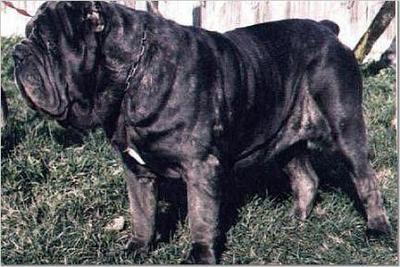 世界上十大最凶悍猛犬之三——意大利扭玻利顿 世界上体形最大的猛犬