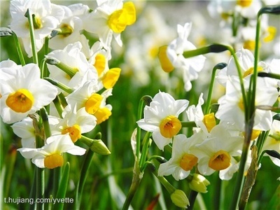 水仙花Narcissus的希腊神话传说 希腊神话 水仙花