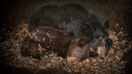 熊是不是真正冬眠动物呢 什么动物冬眠