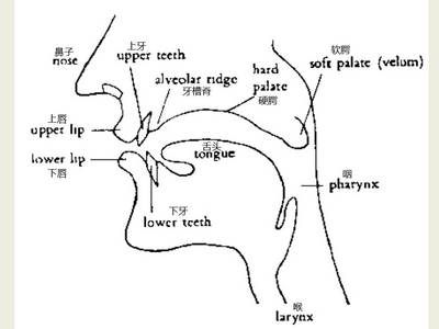 发音器官及发音机理 发音器官纵切面示意图