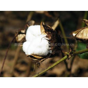 【籽棉与皮棉的价格换算】 新疆籽棉皮棉换算