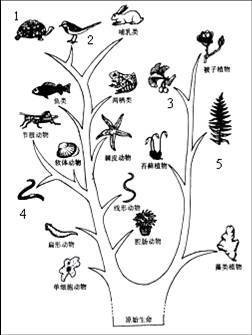 《§7.3.2生物进化的历程》导学案 生物进化的历程