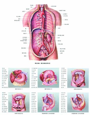 人体内脏结构超清晰剖视图 人体左侧有什么内脏