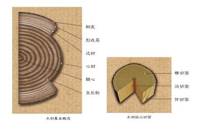 红木知识大全 红木常识