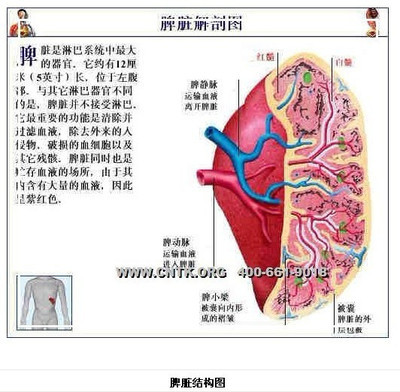 脾气虚的各种症状 脾气虚和脾阳虚的区别