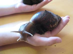 小蜗牛吃什么 蜗牛怎么养才不会死