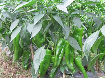 辣椒的种植方法 辣椒的种植方法和时间