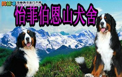 伯恩山 怡菲伯恩山犬舍微博