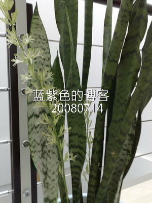 十年磨一剑：我的虎皮兰开花了（附图）