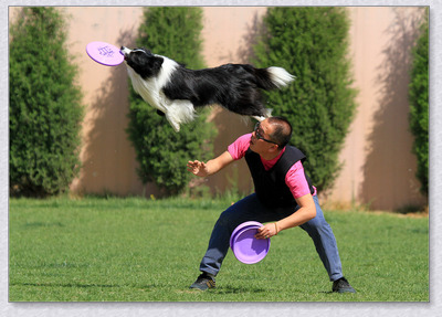 飞盘狗的初步训练 怎样训练狗狗接飞盘