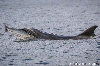 聪明海豚巧妙捕食大马哈鱼精彩瞬间(图) 海豚的捕食方法