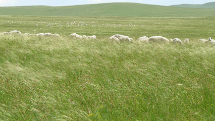 在那风吹草低见牛羊的地方 风吹草地见牛羊的意思
